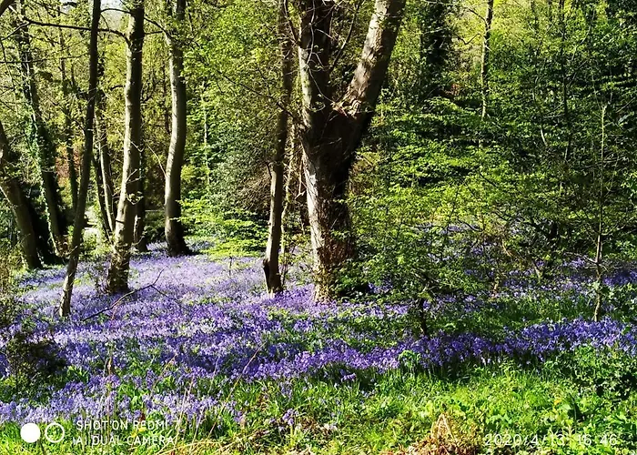 Holly Wood